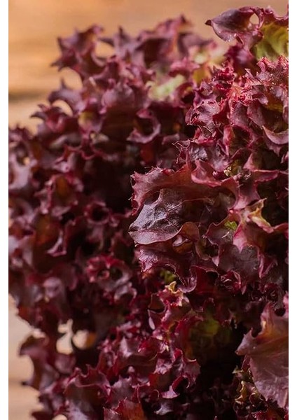 Kıvırcık Marul Tohumu / 40 Adet Tohum fırsatları