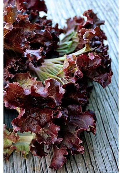 Kıvırcık Marul Tohumu / 40 Adet Tohum indirimleri