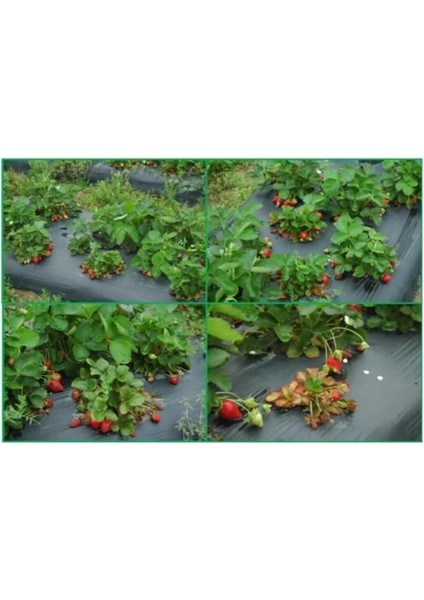 Çilek Naylonu 35 Metre Eni 130 cm 100 Mikron Malç Naylonu Çilek Malç Naylonu Malç Örtüsü Malçlama