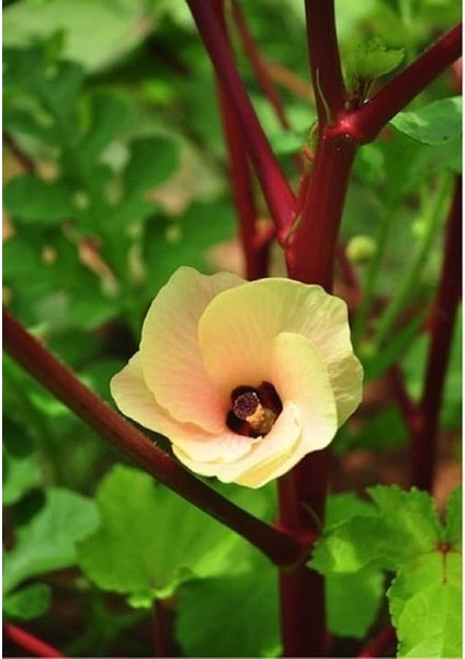 Adet Red Burgundy Bamya Tohumu modelleri