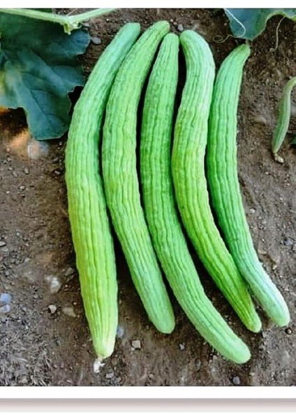 Tarım Ata Tohumu Yerli Acur Köy Tipi 100 Adet Tohum