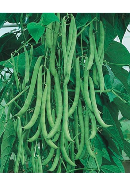 Tarım Ata Tohumu Yerli Sırık Fasulye Aslı 50 Adet Tohum