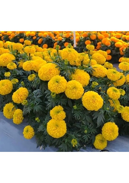 Sarı Bodur Iri Kadife Çiçeği F1 Tohumu (20 Tohum) fiyatları