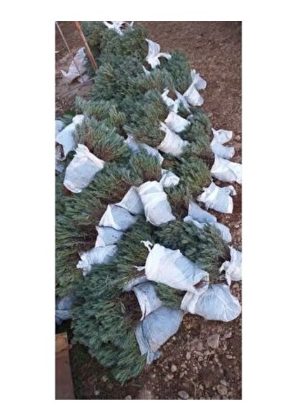 10 Adet Açık Köklü Lavanta Fidesi Mis Kokulu ve Soğuğa Dayanıklı