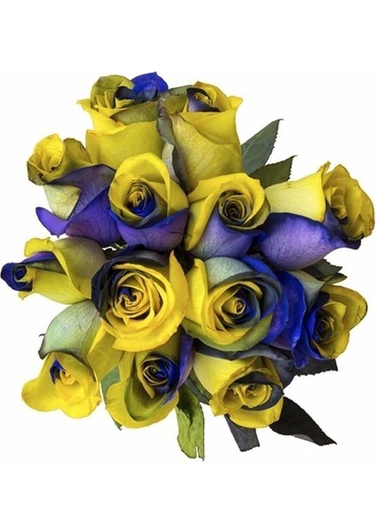 Dünyam 10 Adet Sarı Lacivert Gül Tohumu