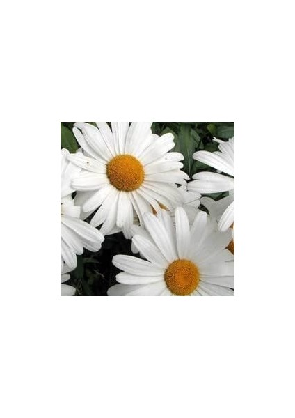 Papatya (35 Tohum) fırsatları