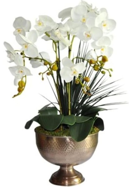 Look Nadir Bulunan Beyaz Orkide Çiçeği Çiçek Tohumu 5 Adet TH-34435R4333E3