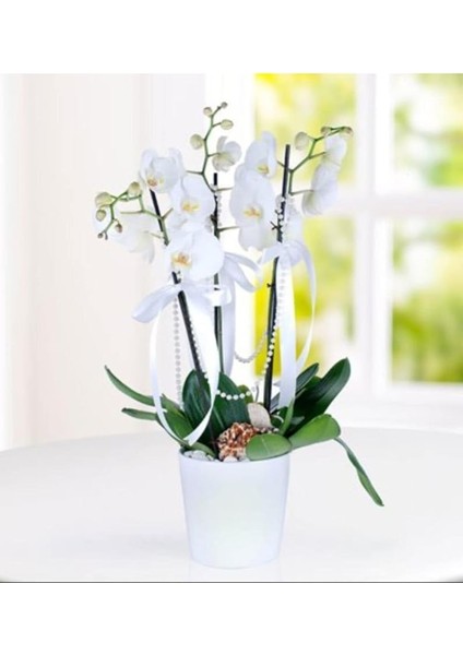 Look Nadir Bulunan Beyaz Orkide Çiçeği Çiçek Tohumu 5 Adet TH-34435R4333E3 modelleri