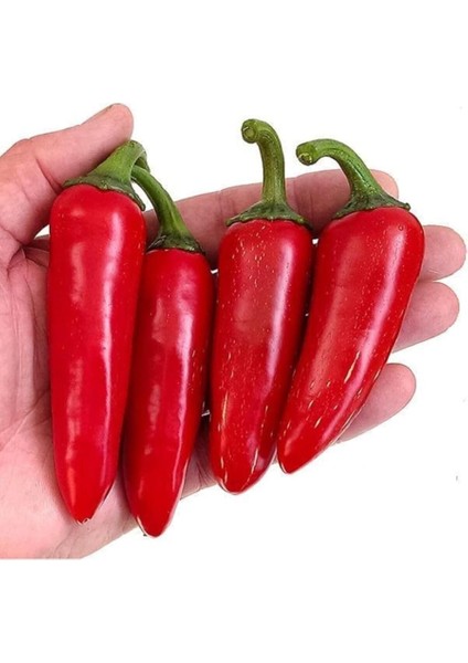 Adet Kırmızı Jalapeno Biber Tohumu