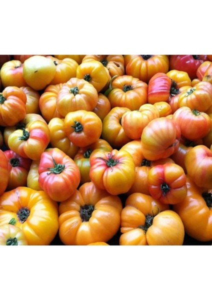 Look 10 Adet Sarı Biftek Domates Tohumu TH-THMCMTHM186