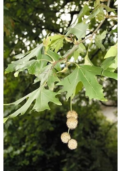 Look Çınar Ağacı Tohumu / 5 Adet Tohum TH-2022DSHNGLKTHM228 modelleri