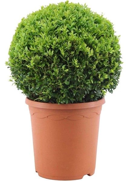 Şimşir Fidanı 3 Yaşında[