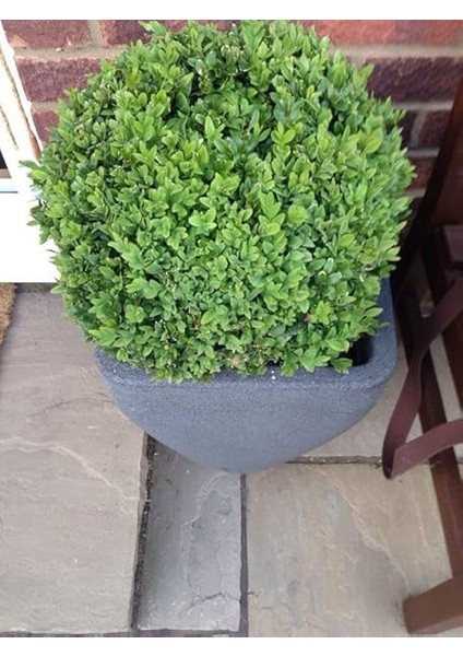 Şimşir Fidanı 3 Yaşında[ fiyatları