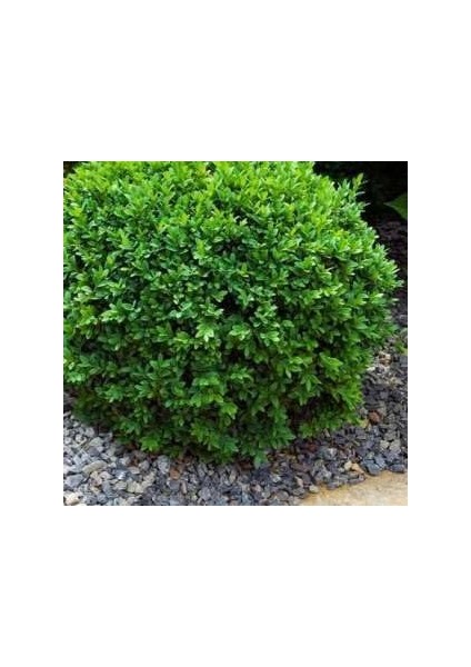 Şimşir Fidanı 3 Yaşında[ modelleri