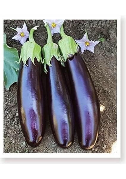 Tarım Ata Tohumu Yöresel Kemer Patlıcan Tohumu 100 Adet Tohum