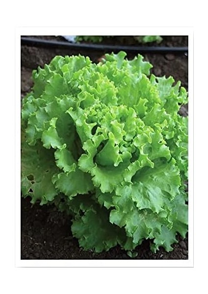 Tarım Ata Tohumu Yerli Marul Arapsaçı 1000 Adet Tohum