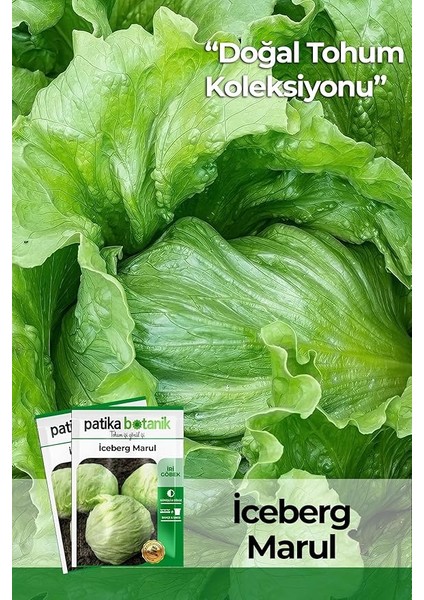 Botanik 750 Adet Yerli Ata Iceberg, Göbek Marul Tohumu