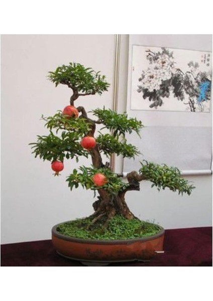 Ithal Bodur Nar Bonzai Ağacı Tohumu 5 Tohum Bonsai Tohumu fiyatları