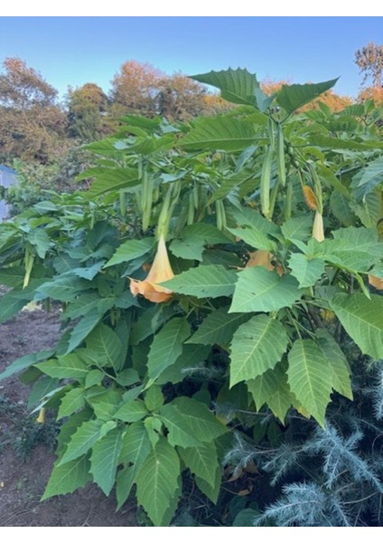 Tüplü Büyük Boy Sarı Meleklerin Borazanı Trompet Çiçeği Fidanı 170-200 cm fiyatları