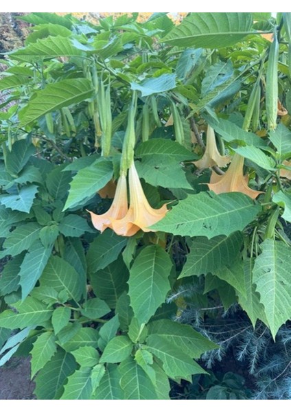 Tüplü Büyük Boy Sarı Meleklerin Borazanı Trompet Çiçeği Fidanı 170-200 cm modelleri