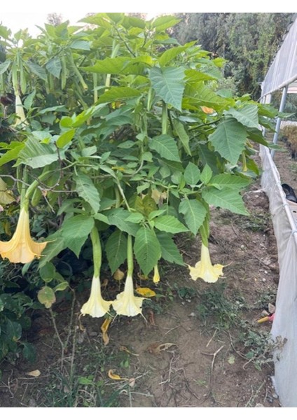 Tüplü Büyük Boy Sarı Meleklerin Borazanı Trompet Çiçeği Fidanı 170-200 cm fırsatları