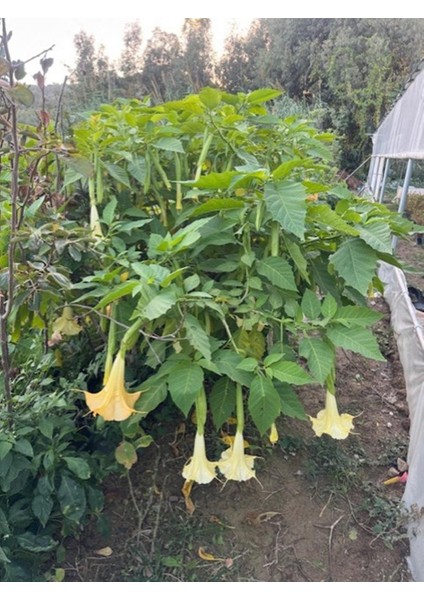 Tüplü Büyük Boy Sarı Meleklerin Borazanı Trompet Çiçeği Fidanı 170-200 cm indirimleri