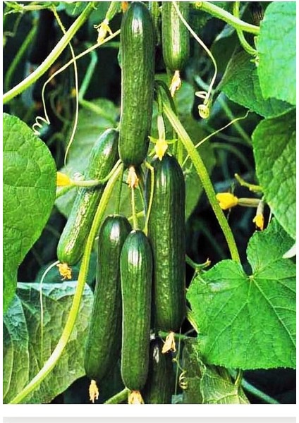 Tarım Hibrit Asma Salatalık Pugar-F1 10 Adet Tohum