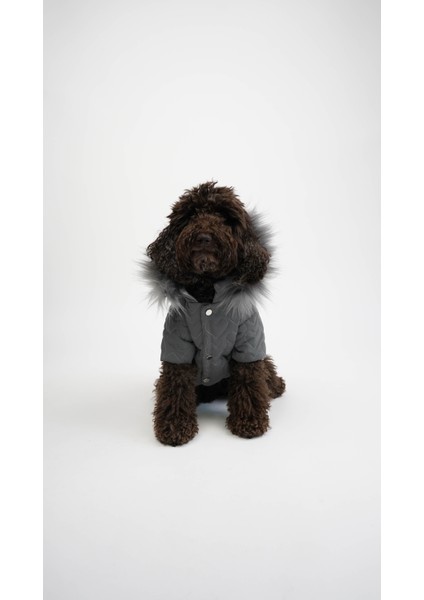 Köpek Kedi Heart Luxe Mont fiyatları