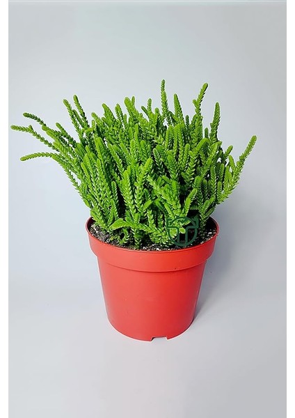 Çami Büyük Boy Crassula Muscosa 12 cm Saksıda