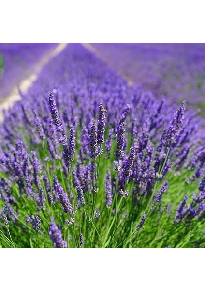 Paket Tüplü Yoğun Kokulu Aromatik Lavanta Fidanı (70-100 Cm) fiyatları