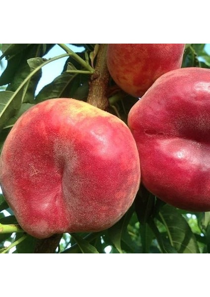 Tüplü Akıllı Ağaç Bol Verimli Tam Bodur Paraguaya Basık Şeftali Fidanı fiyatları