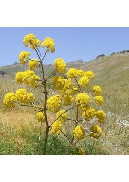Çakşır(Çavşır) Otu Tohumu(10 Adet) Sınırlı Sayıda modelleri