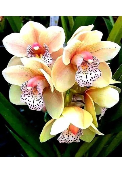 Look Sarı Çilli Orkide Tohumu 10 Adet TH-332586449868451