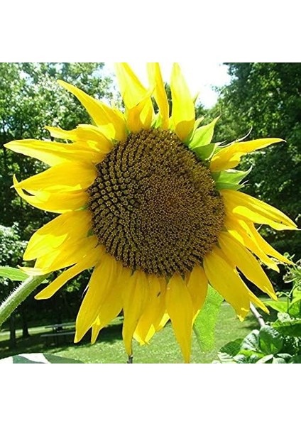 Tarım Çerezlik Ayçiçek Tohumu 50 Adet Tohum