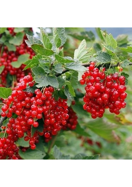 Tüplü Kırmızı Red Lake Frenk Üzümü Fidanı fiyatları