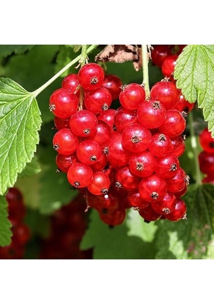 Tüplü Kırmızı Red Lake Frenk Üzümü Fidanı fırsatları