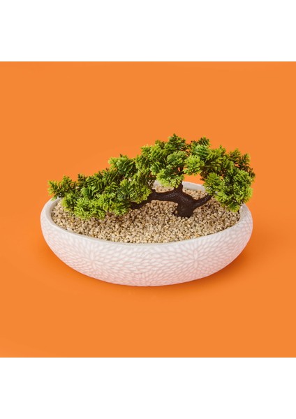 Desenli Elips Saksıda Bonsai - Renkli - 24X33 cm modelleri