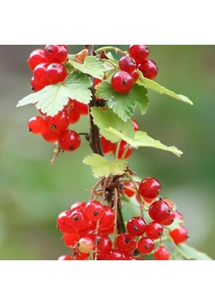Kırmızı Frenk Üzümü Tohumu (10 Adet) fiyatları