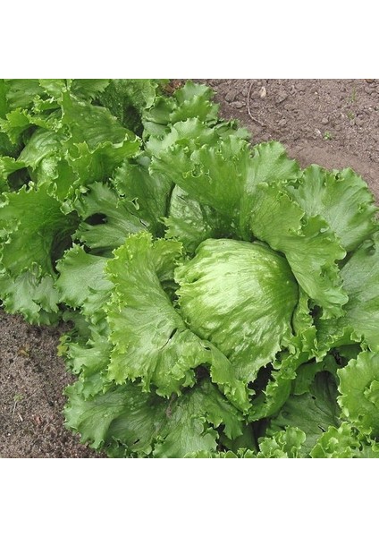 Naturel Geleneksel Kıvırcık Marul Fidesi (5 Adet)