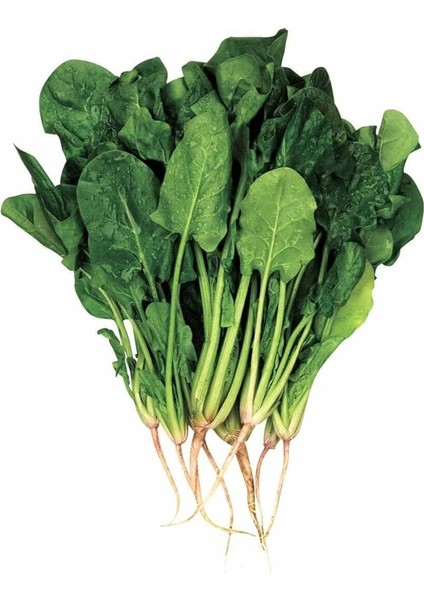 Garden Doğal Geniş Yaprak Ispanak Tohumu 100 Ad. Tohum