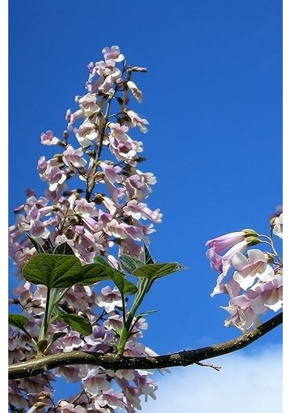 Look Tomentasa Paulowna Ağacı Tüylü Pavlonya Tohumu / 5 Adet Tohum TH-2022DSHNGLKTHM223 indirimleri