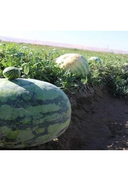 Karpuz (Çoklu Tohum) - 5 Gram modelleri