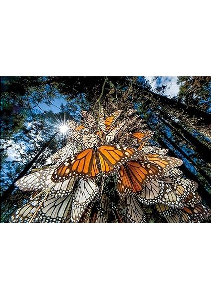 1000 El. Compact National Geographic [puzzle] fiyatları