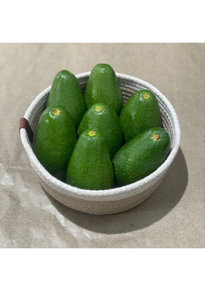 Fuerte Avokado (200-250 Gr) modelleri