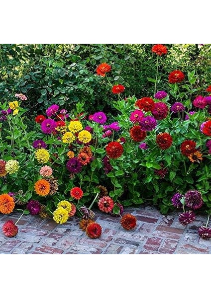Paket Karışık Kaliforniya Zinya Kirli Hanım Çiçeği Tohumu (50 Tohum)