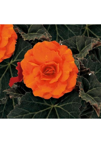 Begonya Tohumu (Katmerli, Kırmızı Yaprak) Turuncu Renkli - 8 Tohum