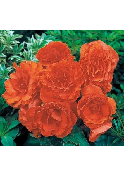 Begonya Tohumu (Katmerli, Kırmızı Yaprak) Turuncu Renkli - 8 Tohum modelleri