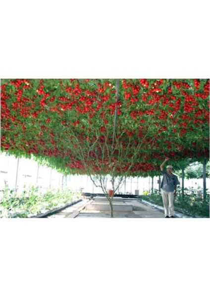 Paket 35 Adet Tohum Italyan Domates Ağacı Tohumu