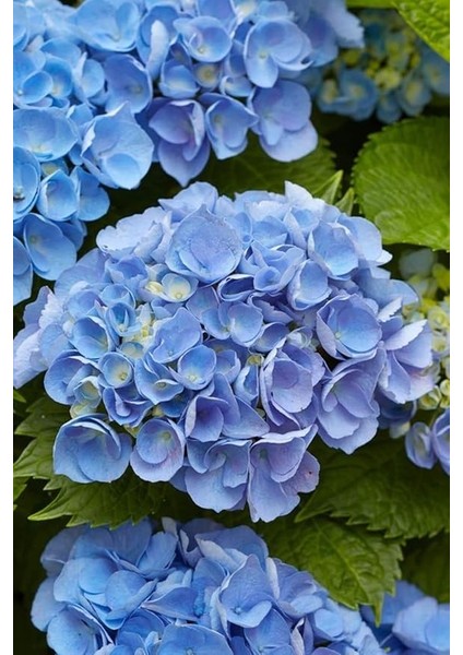 Look Lila Ortanca Çiçeği Tohumu-10 15 Adet TH-2022DSHNGLKTHM116