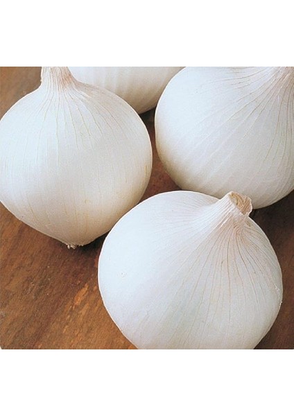 Tarım Yerli Doğal Beyaz Soğan 500 Adet Tohum